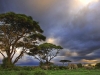 o_elephants savannah